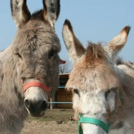 Erlebnis-bauernhof Kliewe Apartmán